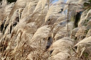 10 Perennial Ornamental Grasses Gardening Pros Always Recommend