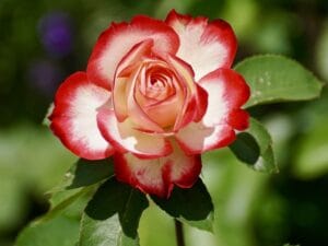 10 Plants You Should Deadhead in August for an Even Longer Bloom