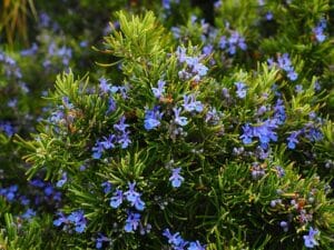 10 Edible Indoor Plants to Grow in Your Home You Can Use in Your Kitchen