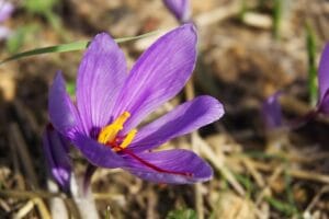 How to Grow Saffron at Home: Cultivating the World's Most Precious Spice