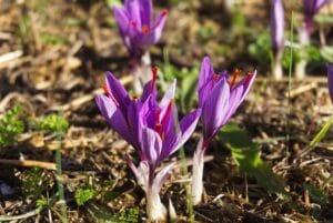 How to Grow Saffron at Home: Cultivating the World's Most Precious Spice