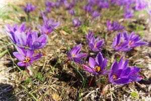 How to Grow Saffron at Home: Cultivating the World's Most Precious Spice