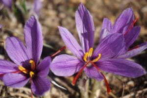 How to Grow Saffron at Home: Cultivating the World's Most Precious Spice