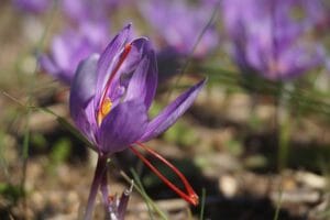 How to Grow Saffron at Home: Cultivating the World's Most Precious Spice