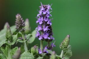 10 Flowering Plants You Should Cut Back in August for a Fabulous Late Summer of Blooms