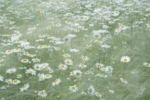 10 Flowering Plants You Should Cut Back in August for a Fabulous Late Summer of Blooms