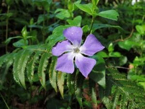 How to Grow and Care for Vinca Minor (Periwinkle) at Home