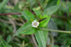 Bhringraj Plant Identification: A Complete Guide to the Herbal King