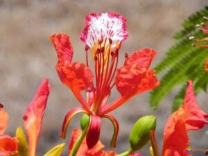 Gulmohar Plant Care Guide: Growing, Benefits, and Flowering Tips