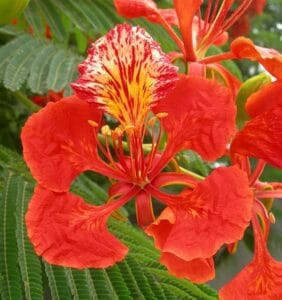 Gulmohar Plant Care Guide: Growing, Benefits, and Flowering Tips