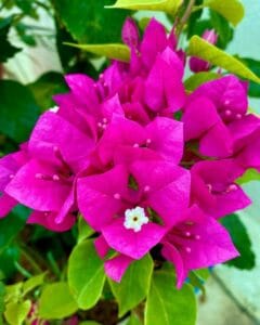 Plant Bougainvillea: History Cultivation Tips and Propagation Guide