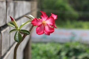 www.growupplant.com