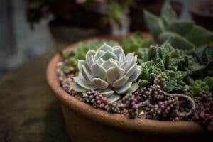 How to Grow Desert Plants at Home: Easy Step-by-Step Guide