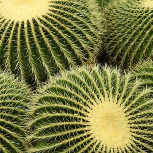 How to Grow Desert Plants at Home: Easy Step-by-Step Guide