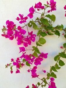 Plant Bougainvillea: History Cultivation Tips and Propagation Guide
