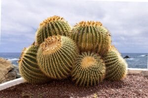 How to Grow Desert Plants at Home: Easy Step-by-Step Guide