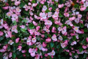 15 Best Indoor & Outdoor Hanging Plants for Every Home