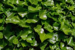15 Best Indoor & Outdoor Hanging Plants for Every Home
