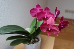 15 Best Indoor & Outdoor Hanging Plants for Every Home
