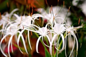 15 Best Indoor & Outdoor Hanging Plants for Every Home